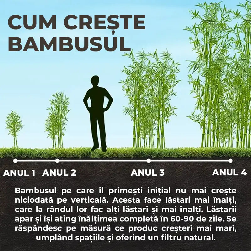 Градински гигантски бамбук (Phyllostachys) Henon, декоративен, студоустойчив, бързорастящ