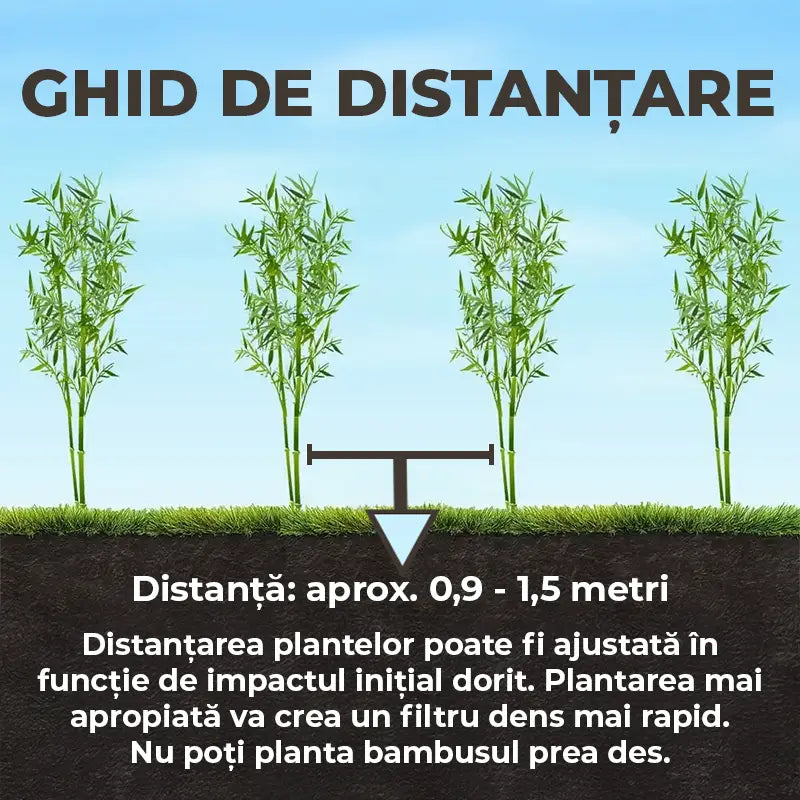 Градински гигантски бамбук (Phyllostachys) Henon, декоративен, студоустойчив, бързорастящ