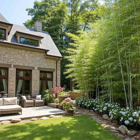 Градински гигантски бамбук (Phyllostachys) Henon, декоративен, студоустойчив, бързорастящ