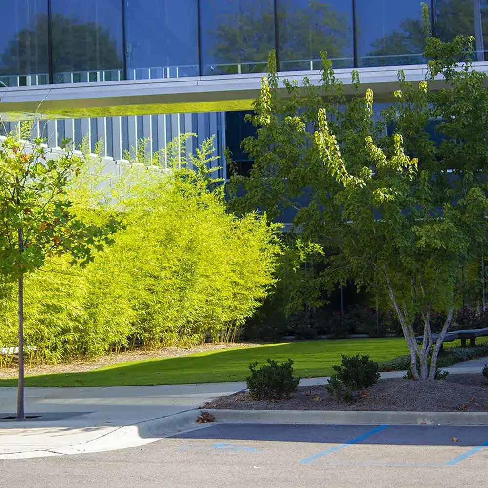 Градински гигантски бамбук (Phyllostachys) Henon, декоративен, студоустойчив, бързорастящ