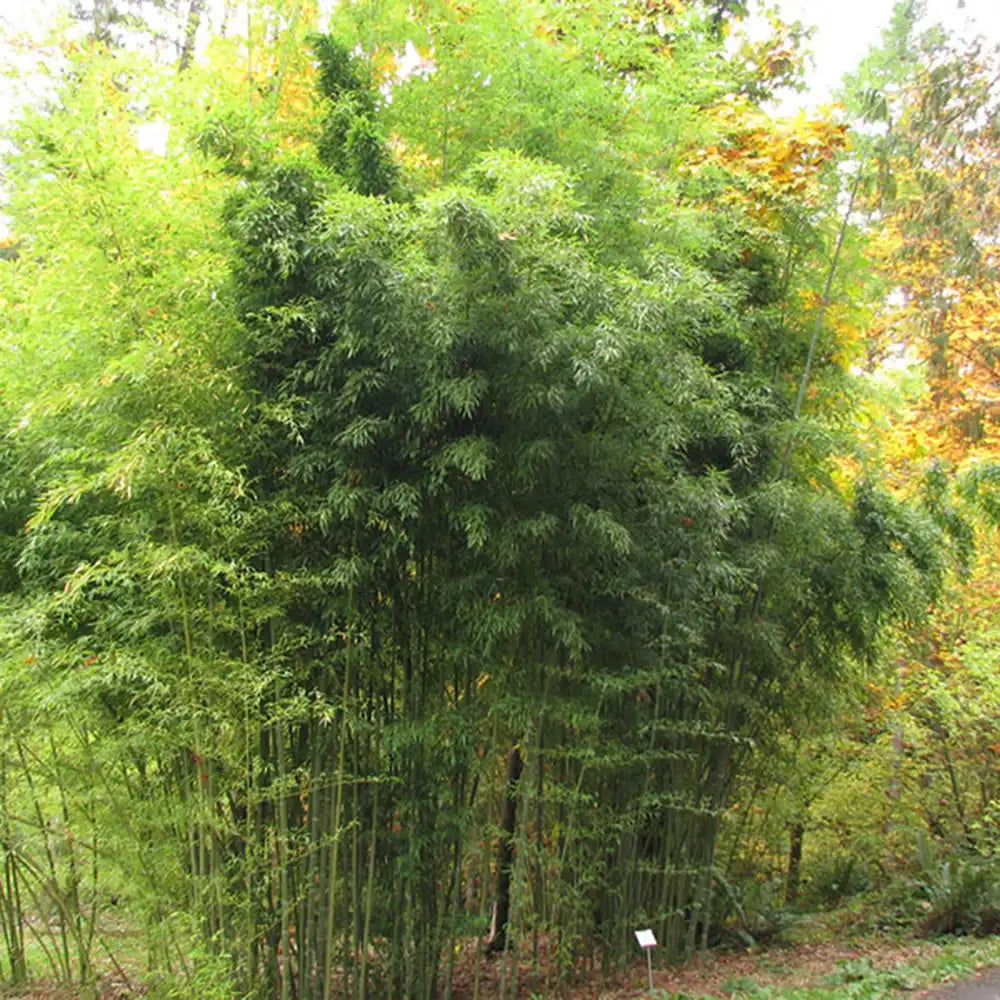 Градински гигантски бамбук (Phyllostachys) Henon, декоративен, студоустойчив, бързорастящ