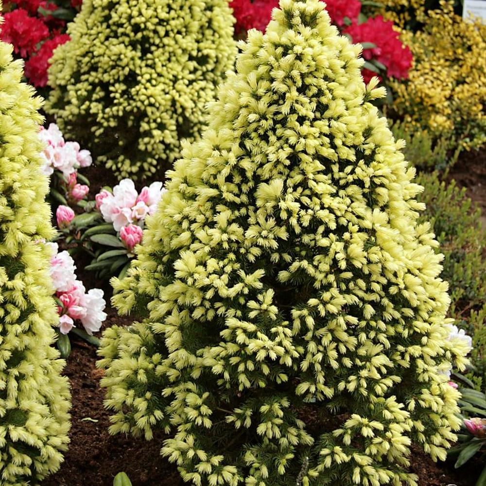 Смърч джудже (Picea glauca) 'Daisy's White' – компактен конус с кремавобели връхчета