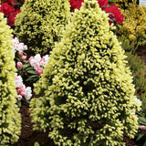 Смърч джудже (Picea glauca) 'Daisy's White' – компактен конус с кремавобели връхчета