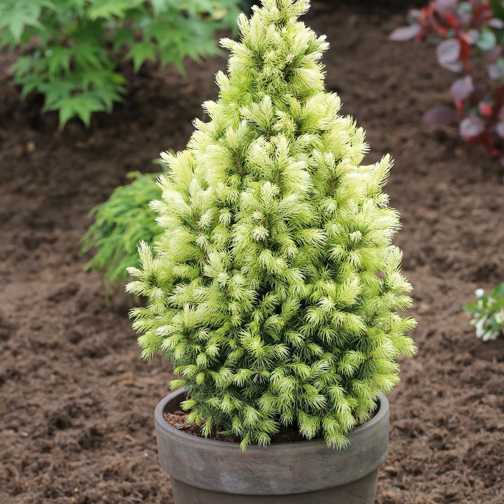 Смърч джудже (Picea glauca) 'Daisy's White' – компактен конус с кремавобели връхчета