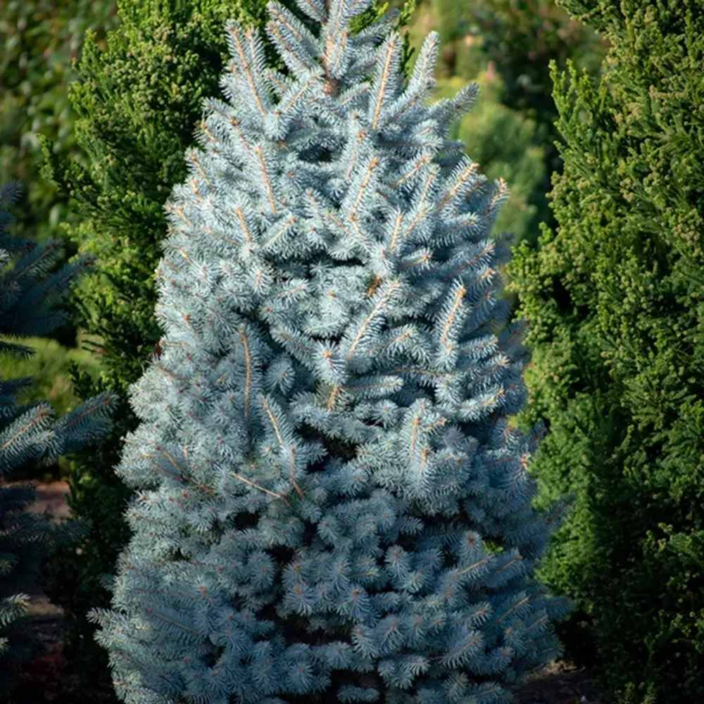 Син смърч (Picea pungens Glauca), със сини иглички, декоративен, вечнозелен, студоустойчив до -30°C