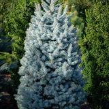 Син смърч (Picea pungens Glauca), със сини иглички, декоративен, вечнозелен, студоустойчив до -30°C