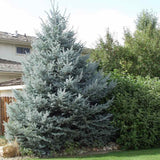 Син смърч (Picea pungens Glauca), със сини иглички, декоративен, вечнозелен, студоустойчив до -30°C