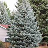 Син смърч (Picea pungens Glauca), със сини иглички, декоративен, вечнозелен, студоустойчив до -30°C