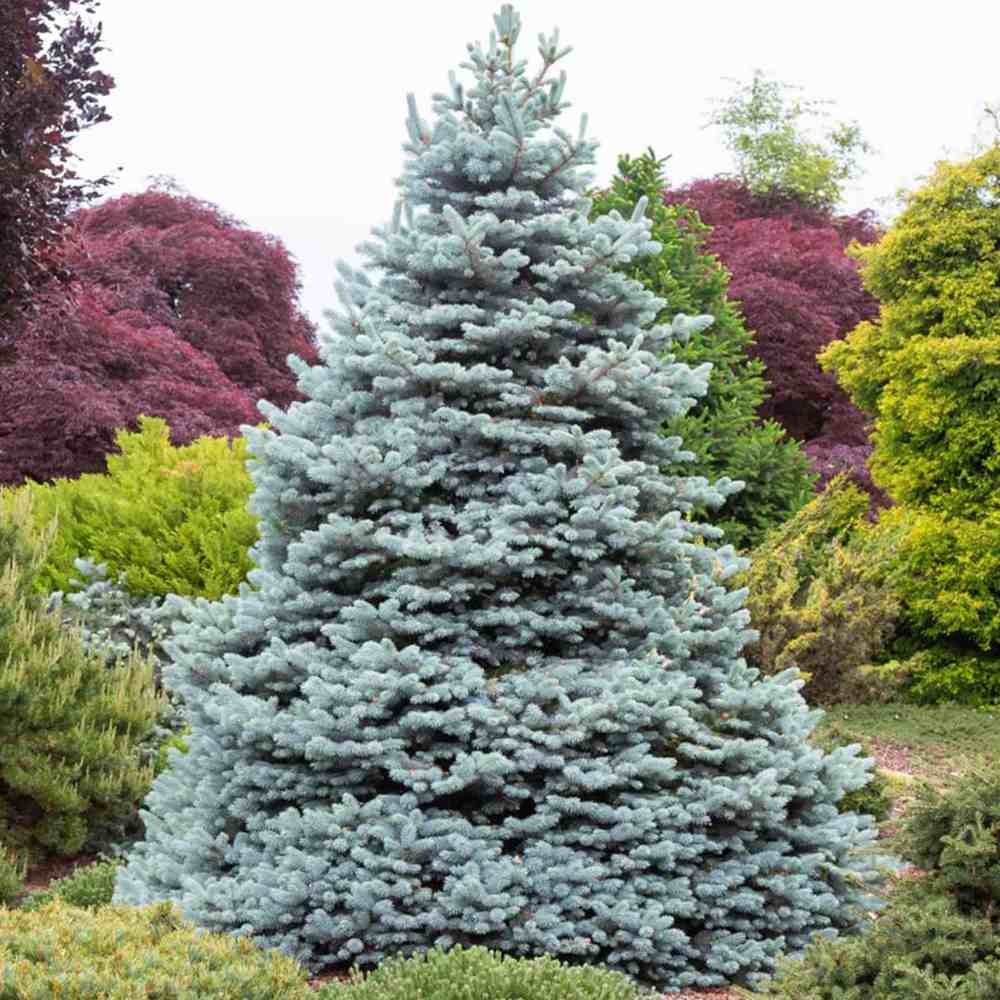 Син смърч (Picea pungens Glauca), със сини иглички, декоративен, вечнозелен, студоустойчив до -30°C