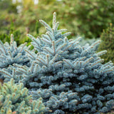 Син смърч (Picea pungens Glauca), със сини иглички, декоративен, вечнозелен, студоустойчив до -30°C
