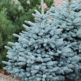 Molid Argintiu albastru Super Blue