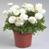 Piciorul Cocosului (Ranunculus) alb - 3 bulbi per ghiveci