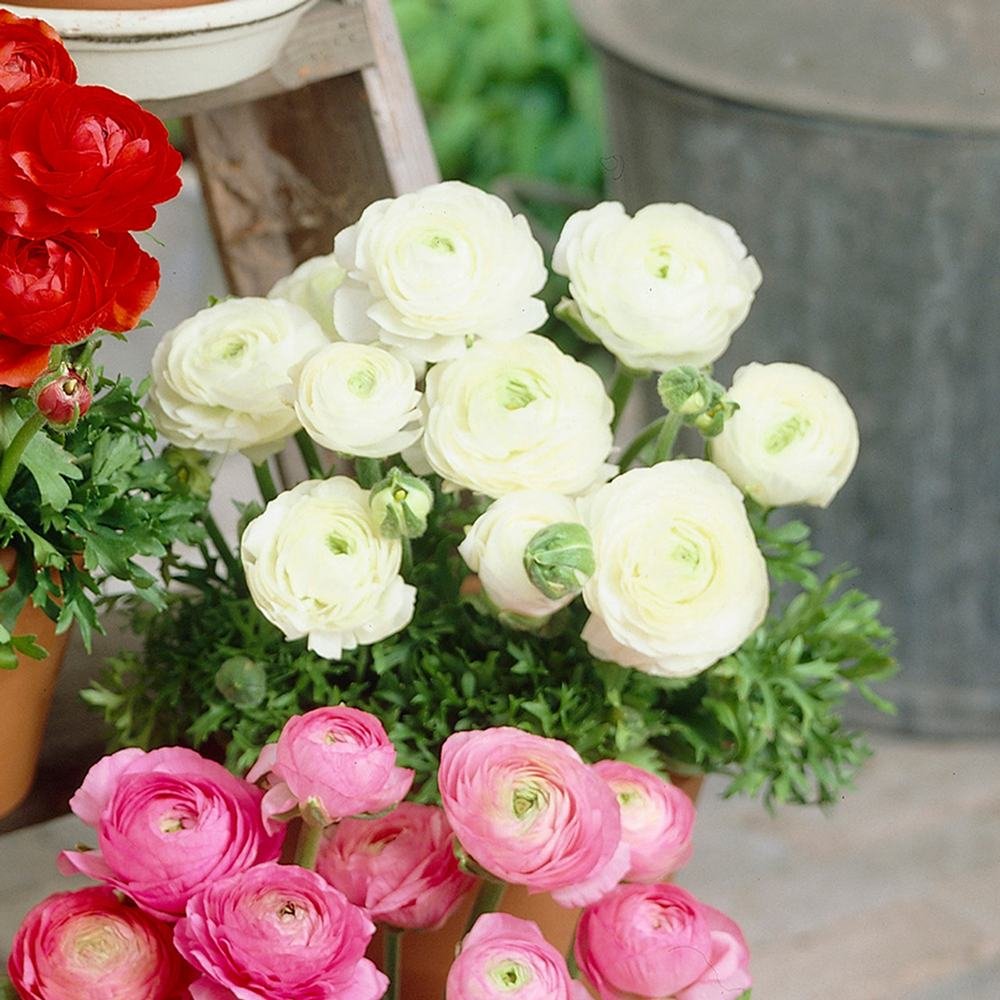 Piciorul Cocosului (Ranunculus) alb - 3 bulbi per ghiveci