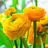Piciorul Cocosului (Ranunculus) galben - 3 bulbi per ghiveci