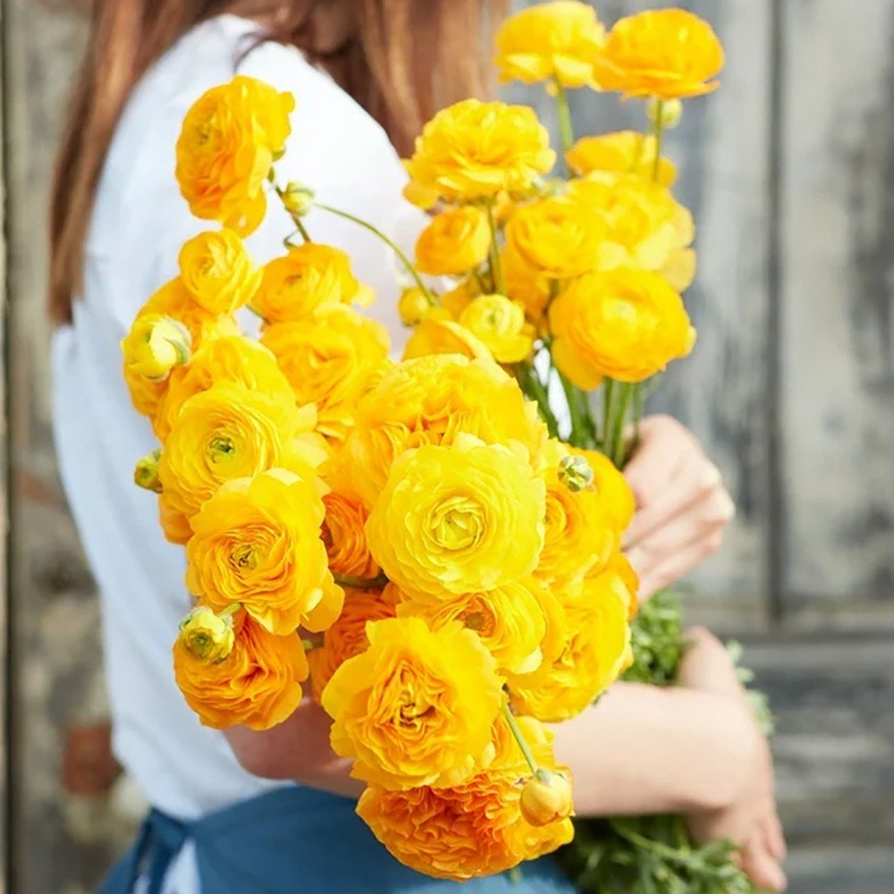 Piciorul Cocosului (Ranunculus) galben - 3 bulbi per ghiveci