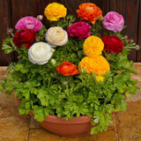 Piciorul Cocosului (Ranunculus) portocaliu - 3 bulbi per ghiveci