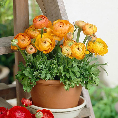 Piciorul Cocosului (Ranunculus) portocaliu deschis - 3 bulbi per ghiveci