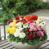 Piciorul Cocosului (Ranunculus) portocaliu deschis - 3 bulbi per ghiveci