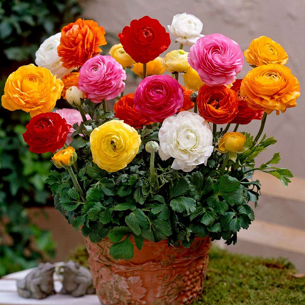 Piciorul Cocosului (Ranunculus) rosu - 3 bulbi per ghiveci