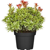 Pieris Japonez Carnaval, cu frunze variegate