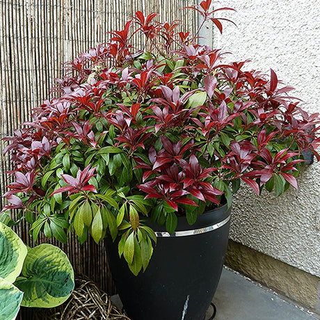 Pieris Japonez Katsura, cu frunze rosii-inchis