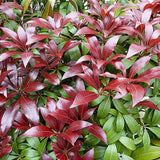 Pieris Japonez Katsura, cu frunze rosii-inchis