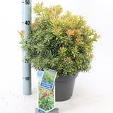 Pieris Little Goldy, cu frunze aurii