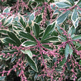 Pieris Japonez Little Heath, cu frunze verzi si marginii albe
