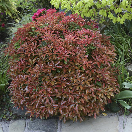 Pieris Japonez Mountain Fire, cu frunze rosii-aprins