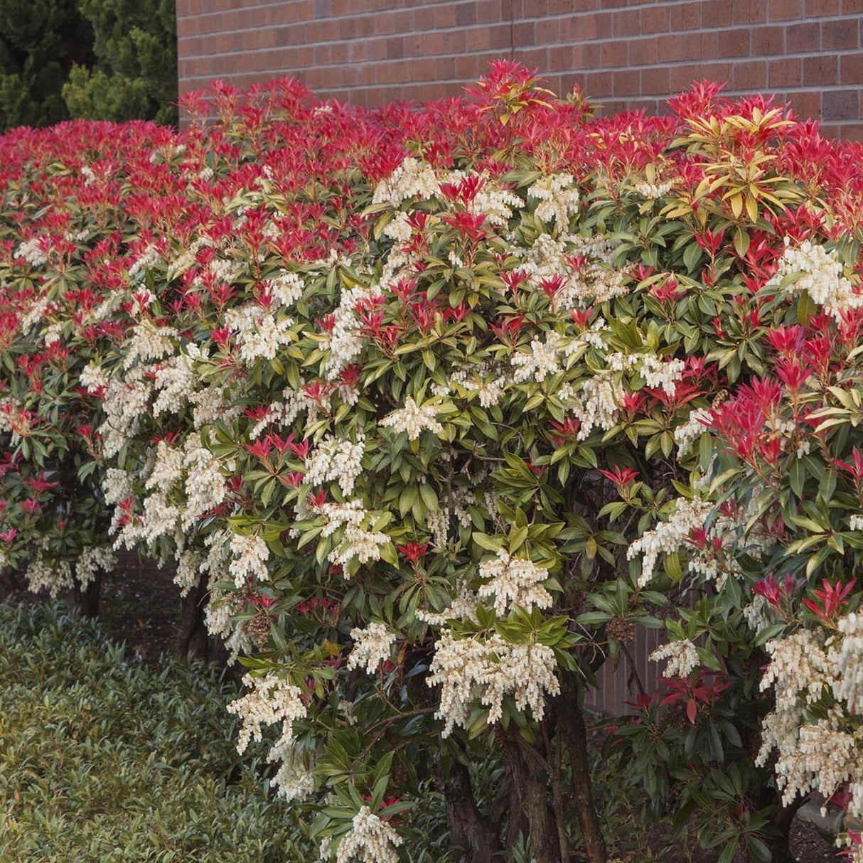 Pieris Japonez Mountain Fire, cu frunze rosii-aprins