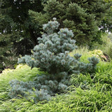 Pin alb japonez Pinus parviflora Negishi, cu ace albastre-verzi