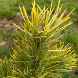 Pin Scotian Aurea (pinus sylvestris), cu ace aurii