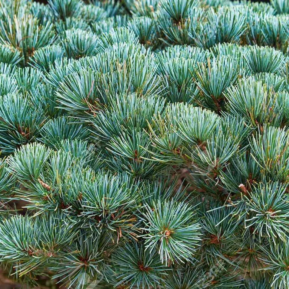 Pin alb japonez Pinus parviflora Negishi, cu ace albastre-verzi