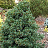 Pin alb japonez Pinus parviflora Negishi, cu ace albastre-verzi