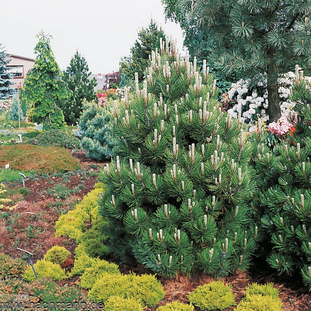 Pin Bosniac Piramidal (Pinus Heldreichii) Compact Gem, cu ace verzi-inchis