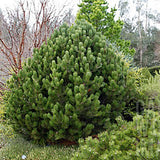 Pin Bosniac Piramidal (Pinus Heldreichii) Compact Gem, cu ace verzi-inchis