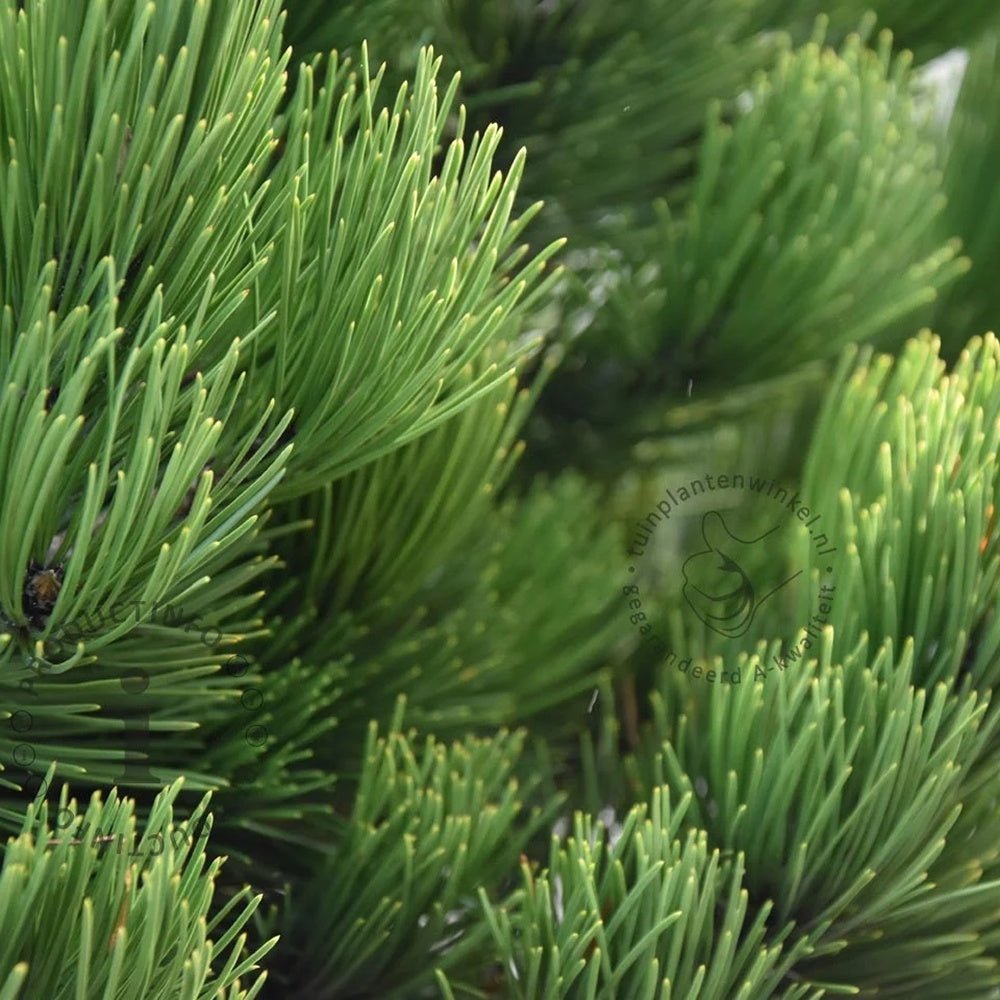 Pin Bosniac Piramidal (Pinus Heldreichii) Compact Gem, cu ace verzi-inchis