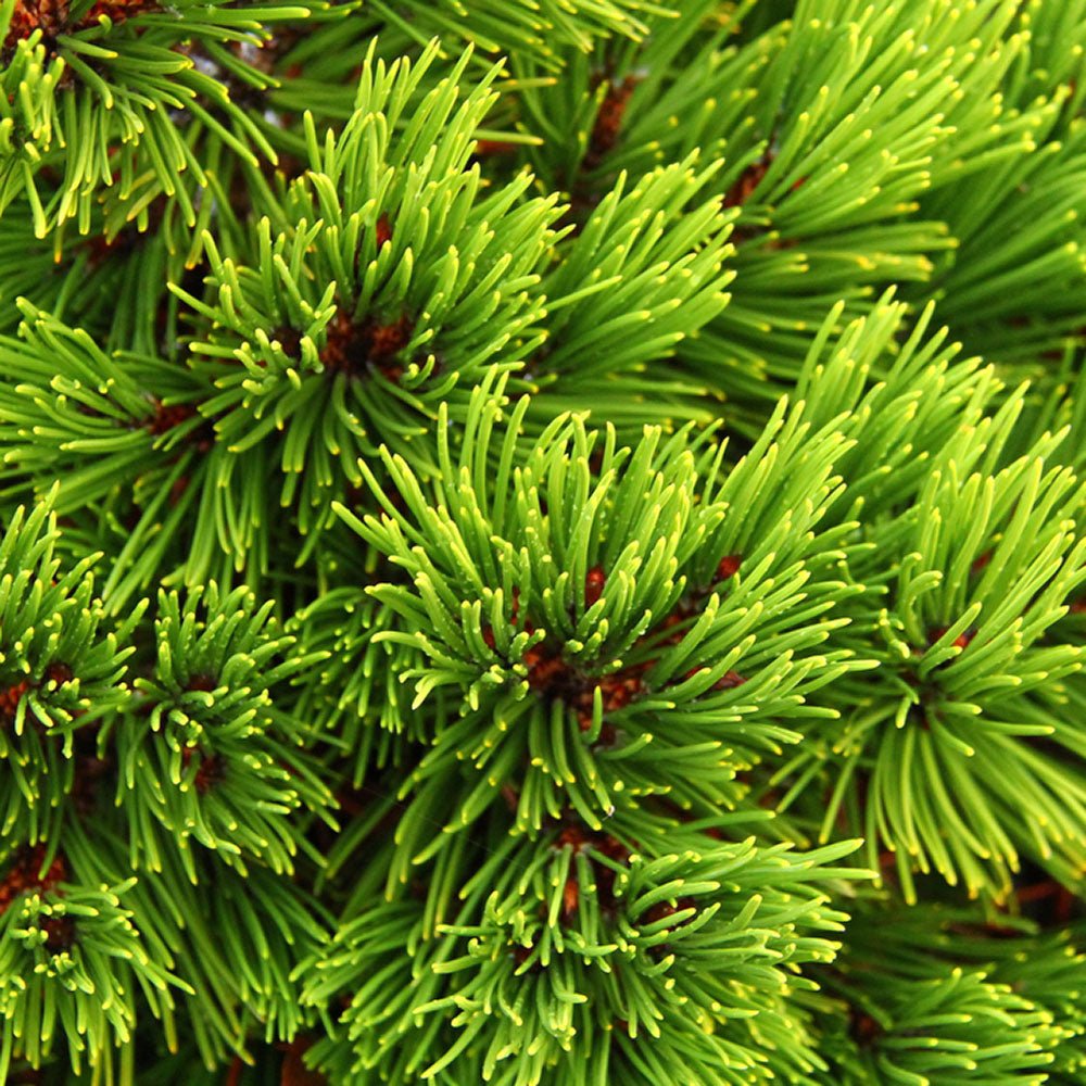 Pin Bosniac Pitic (Pinus heldreichii) Smidtii, cu ace verzi-deschis