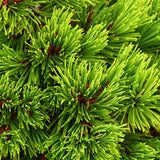 Pin Bosniac Pitic (Pinus heldreichii) Smidtii, cu ace verzi-deschis