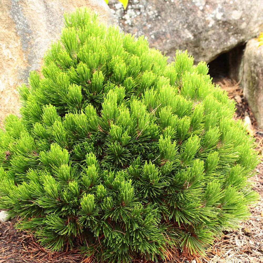 Pin Bosniac Pitic (Pinus heldreichii) Smidtii, cu ace verzi-deschis