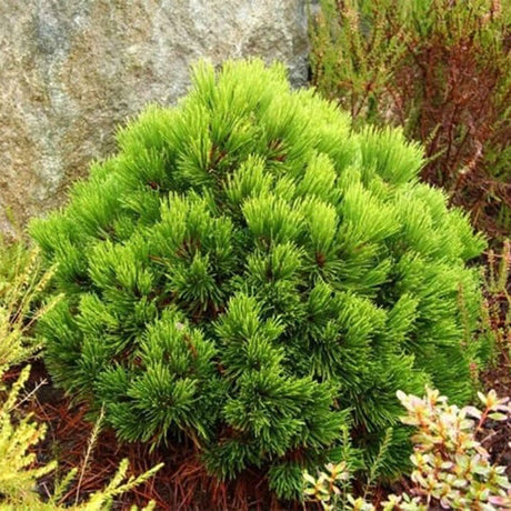 Pin Bosniac Pitic (Pinus heldreichii) Smidtii, cu ace verzi-deschis