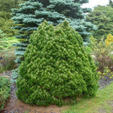 Pin Bosniac Pitic (Pinus heldreichii) Smidtii, cu ace verzi-deschis