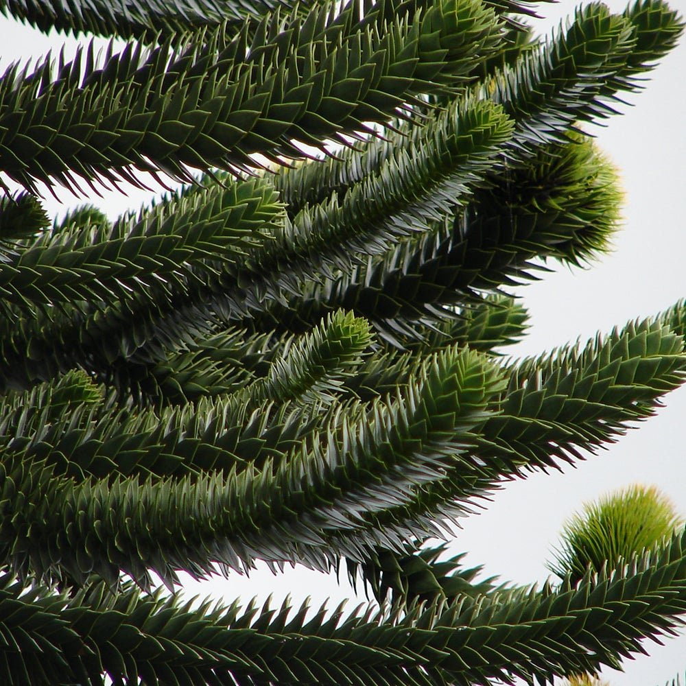 Чилийски бор (Araucaria Araucana)