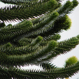 Чилийски бор (Araucaria Araucana)