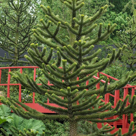 Чилийски бор (Araucaria Araucana)