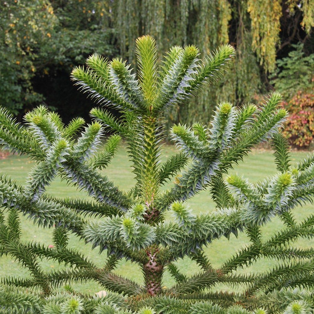 Чилийски бор (Araucaria Araucana)
