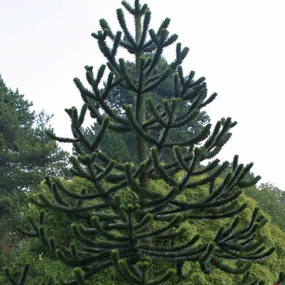 Чилийски бор (Araucaria Araucana)