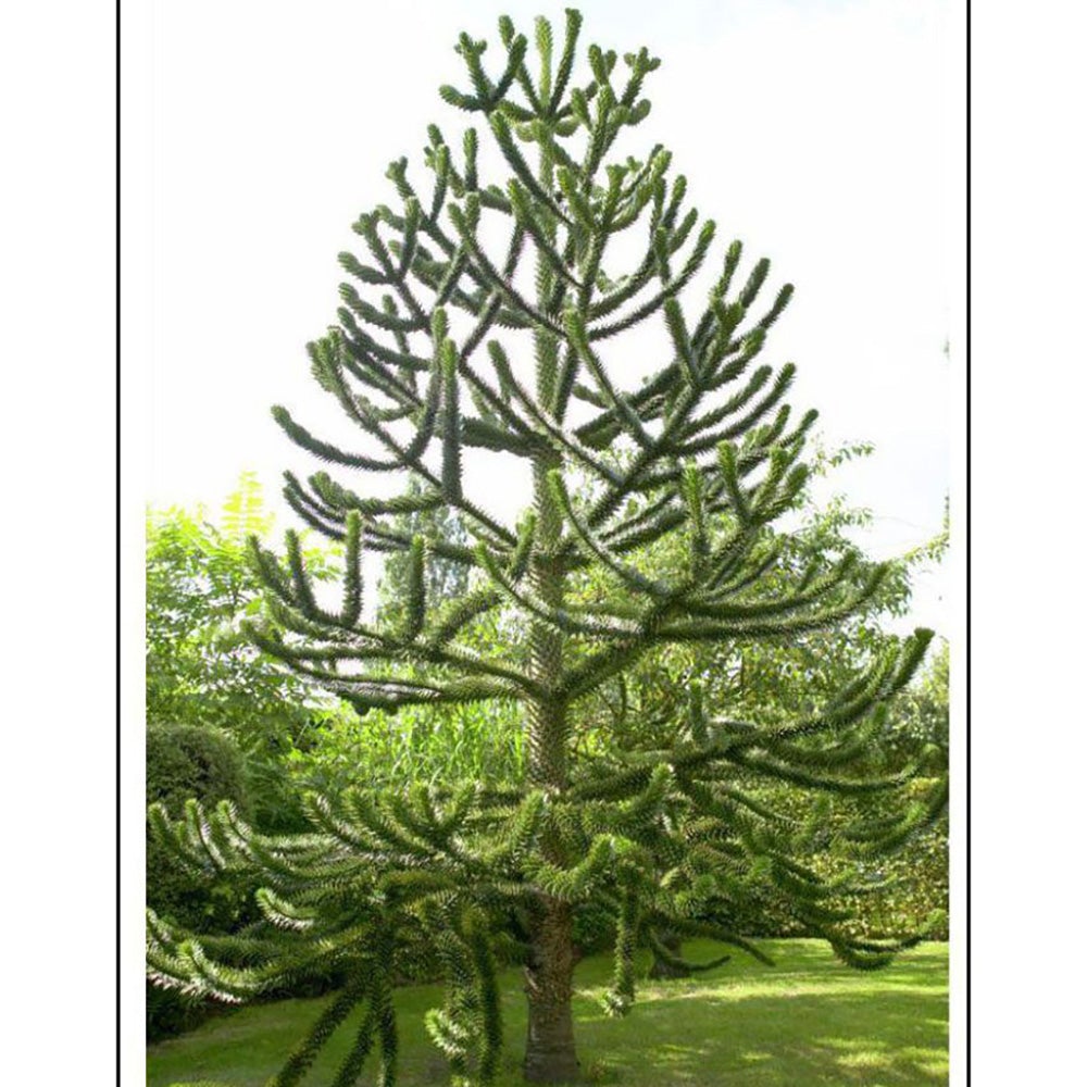 Чилийски бор (Araucaria Araucana)