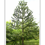 Чилийски бор (Araucaria Araucana)
