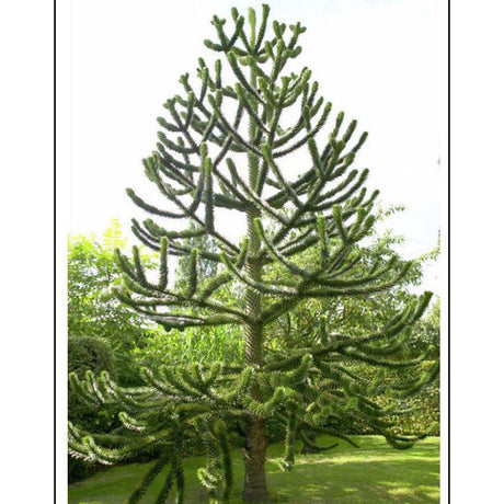Чилийски бор (Araucaria Araucana)